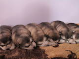 Собаки, щенята Аляска маламут, ціна 3500 Грн., Фото