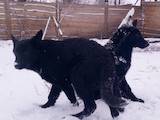 Собаки, щенята Східно-Європейська вівчарка, ціна 5000 Грн., Фото