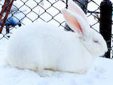 Животноводство Кролиководство, цена 700 Грн., Фото