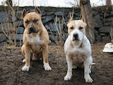 Собаки, щенки Американский стаффордширский терьер, цена 1300 Грн., Фото
