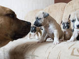 Собаки, щенята Американський стаффордширський тер'єр, ціна 1300 Грн., Фото