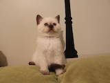 Кошки, котята Колор-пойнт короткошерстный, цена 2000 Грн., Фото