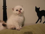 Кішки, кошенята Колор-пойнт короткошерстий, ціна 2000 Грн., Фото