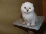 Кошки, котята Колор-пойнт короткошерстный, цена 2000 Грн., Фото
