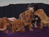 Собаки, щенки Гладкошерстная такса, цена 2000 Грн., Фото