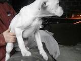 Собаки, щенята Боксер, ціна 700 Грн., Фото