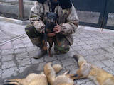 Собаки, щенята Ягдтер'єр, ціна 1200 Грн., Фото