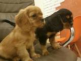 Собаки, щенята Кавалер-кинг-чарльз спаніель, ціна 16000 Грн., Фото