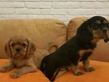 Собаки, щенки Кавалер-Кинг-Чарльз спаниель, цена 16000 Грн., Фото