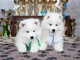 Собаки, щенята Самоїдом, ціна 25000 Грн., Фото