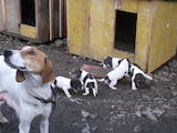 Собаки, щенята Російський хорт, ціна 500 Грн., Фото