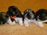 Собаки, щенки Американский акита, цена 13000 Грн., Фото