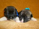 Собаки, щенята Американський акіта, ціна 13000 Грн., Фото