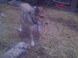 Собаки, щенята Західно-Сибірська лайка, ціна 800 Грн., Фото