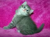 Кошки, котята Сибирская, цена 4000 Грн., Фото