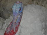 Продовольствие Мясо птицы, цена 85 Грн./кг., Фото