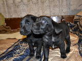 Собаки, щенята Лабрадор ретрівер, ціна 2000 Грн., Фото