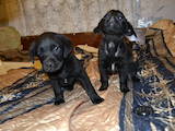 Собаки, щенята Лабрадор ретрівер, ціна 2000 Грн., Фото