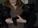 Собаки, щенки Лабрадор ретривер, цена 2000 Грн., Фото