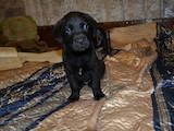 Собаки, щенки Лабрадор ретривер, цена 2000 Грн., Фото