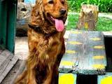Собаки, щенята Англійський коккер, ціна 400 Грн., Фото