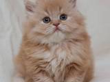 Кішки, кошенята Британська довгошерста, ціна 2500 Грн., Фото