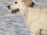 Собаки, щенки Золотистый ретривер, цена 10000 Грн., Фото