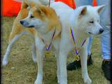 Собаки, щенки Акита-ину, цена 19000 Грн., Фото