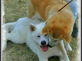 Собаки, щенята Акіта-іну, ціна 19000 Грн., Фото