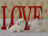 Собаки, щенки Мальтийская болонка, цена 12000 Грн., Фото