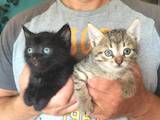 Кішки, кошенята Бомбейська, ціна 5 Грн., Фото