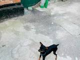Собаки, щенята Російський гладкошерстий тойтерьер, ціна 4000 Грн., Фото