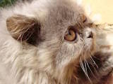 Кішки, кошенята Персидська, ціна 1500 Грн., Фото