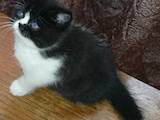 Кішки, кошенята Британська короткошерста, ціна 1300 Грн., Фото