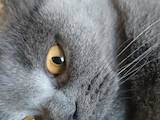 Кошки, котята Британская короткошерстная, цена 1300 Грн., Фото