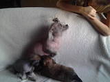 Собаки, щенки Китайская хохлатая собака, цена 2500 Грн., Фото