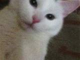 Кошки, котята Турецкая ангора, цена 300 Грн., Фото