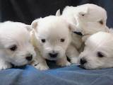 Собаки, щенки Вестхайленд уайт терьер, цена 15000 Грн., Фото
