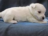 Собаки, щенята Вестхайленд уайт тер'єр, ціна 15000 Грн., Фото