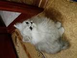 Кішки, кошенята Персидська, ціна 2500 Грн., Фото