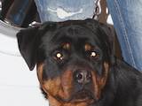 Собаки, щенята Ротвейлер, ціна 5000 Грн., Фото
