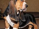 Собаки, щенята Бассет, ціна 13300 Грн., Фото