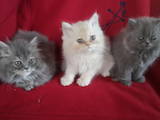 Кішки, кошенята Персидська, ціна 350 Грн., Фото