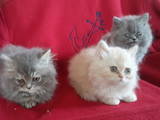 Кошки, котята Персидская, цена 350 Грн., Фото