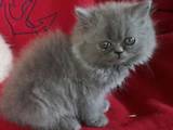 Кошки, котята Персидская, цена 350 Грн., Фото