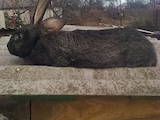 Животноводство,  Сельхоз животные Кролики, Нутрии, цена 250 Грн., Фото
