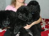 Собаки, щенки Ньюфаундленд, цена 6000 Грн., Фото