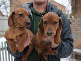 Собаки, щенки Гладкошерстная такса, цена 600 Грн., Фото