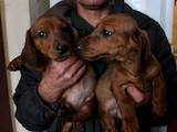 Собаки, щенки Гладкошерстная такса, цена 600 Грн., Фото