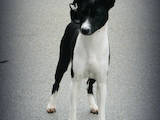 Собаки, щенята Басенджі, ціна 10000 Грн., Фото